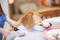 Hungry dog stealing food from table