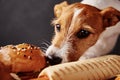 Hungry dog stealing food from table. Jack russell terrier puppy eat unhealthy fast food. Pet nutrition Royalty Free Stock Photo