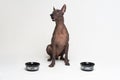 Hungry dog between two bowls. xoloitzcuintli, Mexican Hairless Dog, waiting and looks up to have his bowl filled food on