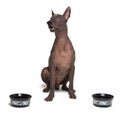 Hungry dog between two bowls. xoloitzcuintli, Mexican Hairless Dog, waiting and looks up to have his bowl filled food isolated on