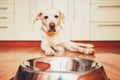 Hungry dog waiting for feeding Royalty Free Stock Photo