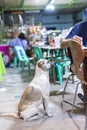 Hungry dog waiting for food at a street restaurant,Moalboal,Cebu,Philippines