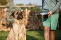 Hungry dog watches its owner bring him feeding in back yard Royalty Free Stock Photo