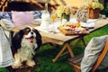 Hungry dog watching garden summer outdoor party with cheese and meat on wooden table