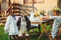 Hungry dog watching garden summer outdoor party with cheese and meat on wooden table