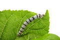 Hungry domestic silk moth silkworm eating Mulberry leaf Royalty Free Stock Photo