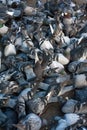 Many pigeons eating a crust of bread.