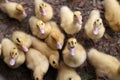 Hungry Ducklings Waiting for Feeding Time Royalty Free Stock Photo