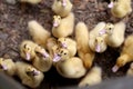 Hungry Ducklings Royalty Free Stock Photo