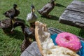 Hungry Ducks Eye Bread And Sprinkle Pink Doughnut