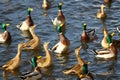 Hungry ducks