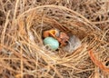 Hungry Eastern Bluebird Sialia sialis hatchling in a nest Royalty Free Stock Photo