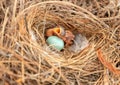 Hungry Eastern Bluebird Sialia sialis hatchling in a nest Royalty Free Stock Photo