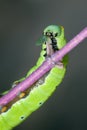 Hungry Eating Caterpillar Royalty Free Stock Photo