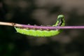 Hungry Eating Caterpillar Royalty Free Stock Photo