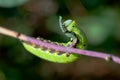 Hungry Eating Caterpillar Royalty Free Stock Photo