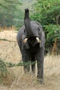 Hungry elephant 3