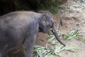 Hungry Elephant Eating Leaves