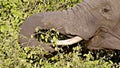 Hungry elephant eating trees