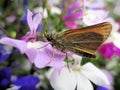 Hungry Essex Skipper