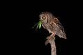 Hungry eurasian scops owl with yellow eyes eating green insect on branch in darkness