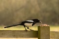 Hungry european magpie perched on fence after peanuts left on post