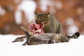 Hungry european wildcat feeding on dead prey on snow in winter. Royalty Free Stock Photo