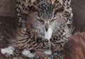 A hungry female eagle owl eagerly devours swallows, absorbs a mouse. Voracious big bird of prey and a little helpless mouse Royalty Free Stock Photo