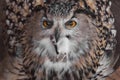 A hungry female eagle owl eagerly devours swallows, absorbs a mouse. Voracious big bird of prey and a little helpless mouse Royalty Free Stock Photo