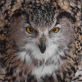 A hungry female eagle owl eagerly devours swallows, absorbs a mouse. Voracious big bird of prey and a little helpless mouse Royalty Free Stock Photo