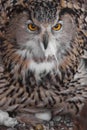 A hungry female eagle owl eagerly devours swallows, absorbs a mouse. Voracious big bird of prey and a little helpless mouse Royalty Free Stock Photo