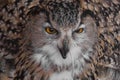 A hungry female eagle owl eagerly devours swallows, absorbs a mouse. Voracious big bird of prey and a little helpless mouse Royalty Free Stock Photo