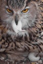 A hungry female eagle owl eagerly devours swallows, absorbs a mouse. Voracious big bird of prey and a little helpless mouse Royalty Free Stock Photo