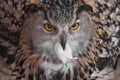 A hungry female eagle owl eagerly devours swallows, absorbs a mouse. Voracious big bird of prey and a little helpless mouse Royalty Free Stock Photo