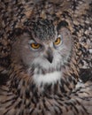 A hungry female eagle owl eagerly devours swallows, absorbs a mouse. Voracious big bird of prey and a little helpless mouse Royalty Free Stock Photo