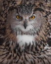 A hungry female eagle owl eagerly devours swallows, absorbs a mouse. Voracious big bird of prey and a little helpless mouse Royalty Free Stock Photo