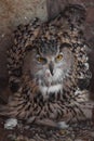 A hungry female eagle owl eagerly devours swallows, absorbs a mouse. Voracious big bird of prey and a little helpless mouse Royalty Free Stock Photo