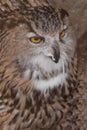 A hungry female eagle owl eagerly devours swallows, absorbs a mouse. Voracious big bird of prey and a little helpless mouse Royalty Free Stock Photo