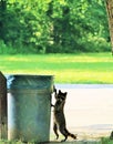Hungry Raccoon Reaching for the Handle of a Garbage Can Royalty Free Stock Photo