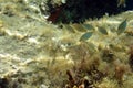 Hungry fish on Colourful seaweed