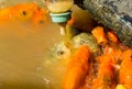 Hungry fish eats food from bottle. a lot of fish in the pond. Girl feeding fish.