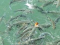 Hungry fishes swirling in sea water fighting for food Royalty Free Stock Photo