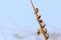 hungry flock of indian silver bill Royalty Free Stock Photo