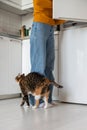 Hungry fluffy cat begging food from refrigerator rubbing of owner woman& x27;s legs on kitchen at home. Royalty Free Stock Photo