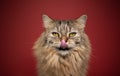 hungry fluffy tabby cat licking lips portrait on red background