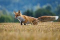 Hungry fox. Red fox, Vulpes vulpes, hunting voles on stubble. Fox sniffs on field after corn harvest. Royalty Free Stock Photo