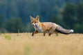 Hungry fox. Red fox, Vulpes vulpes, hunting voles on stubble. Fox sniffs on field after corn harvest. Orange fur coat animal