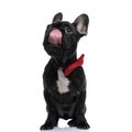 Hungry french bulldog dog wearing red bowtie and licking nose