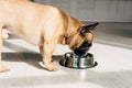 Hungry french bulldog looking at bowl in room with sunshine.