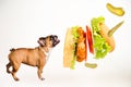 Hungry french bulldog looks at flying hamburger on white background